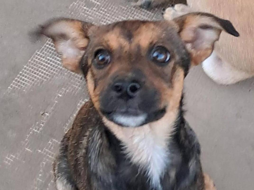 Adotta un cane, femmina, 1 anno e 7 mesi, Crotone