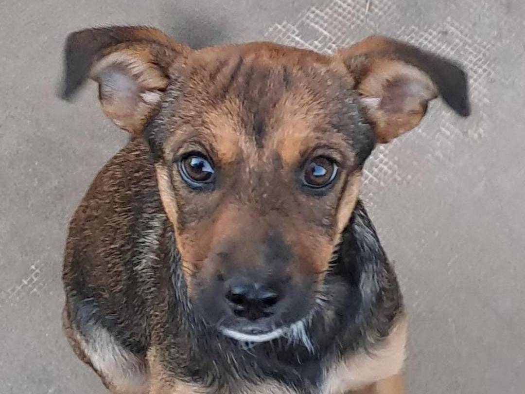 Adotta un cane, taglia media contenuta, femmina, Crotone