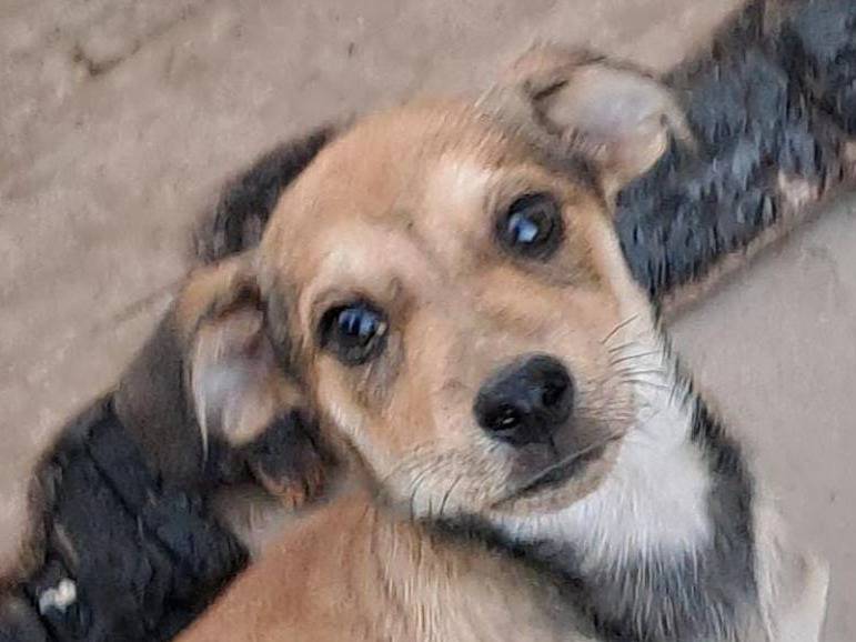 Adotta un cane, maschio, 1 anno e 7 mesi, Crotone