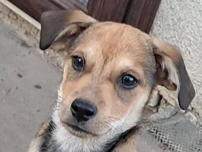 Vuoi adottare un cane a Crotone?