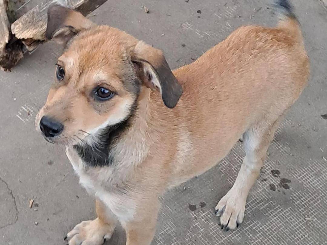 Adotta il cane FISCO  a Crotone
