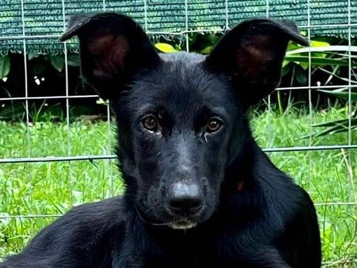 Adozione cane, femmina, meticcio, 1 anno e 10 mesi, taglia media, Parma