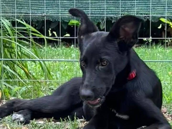 Adotta un cane, taglia media, femmina, Parma