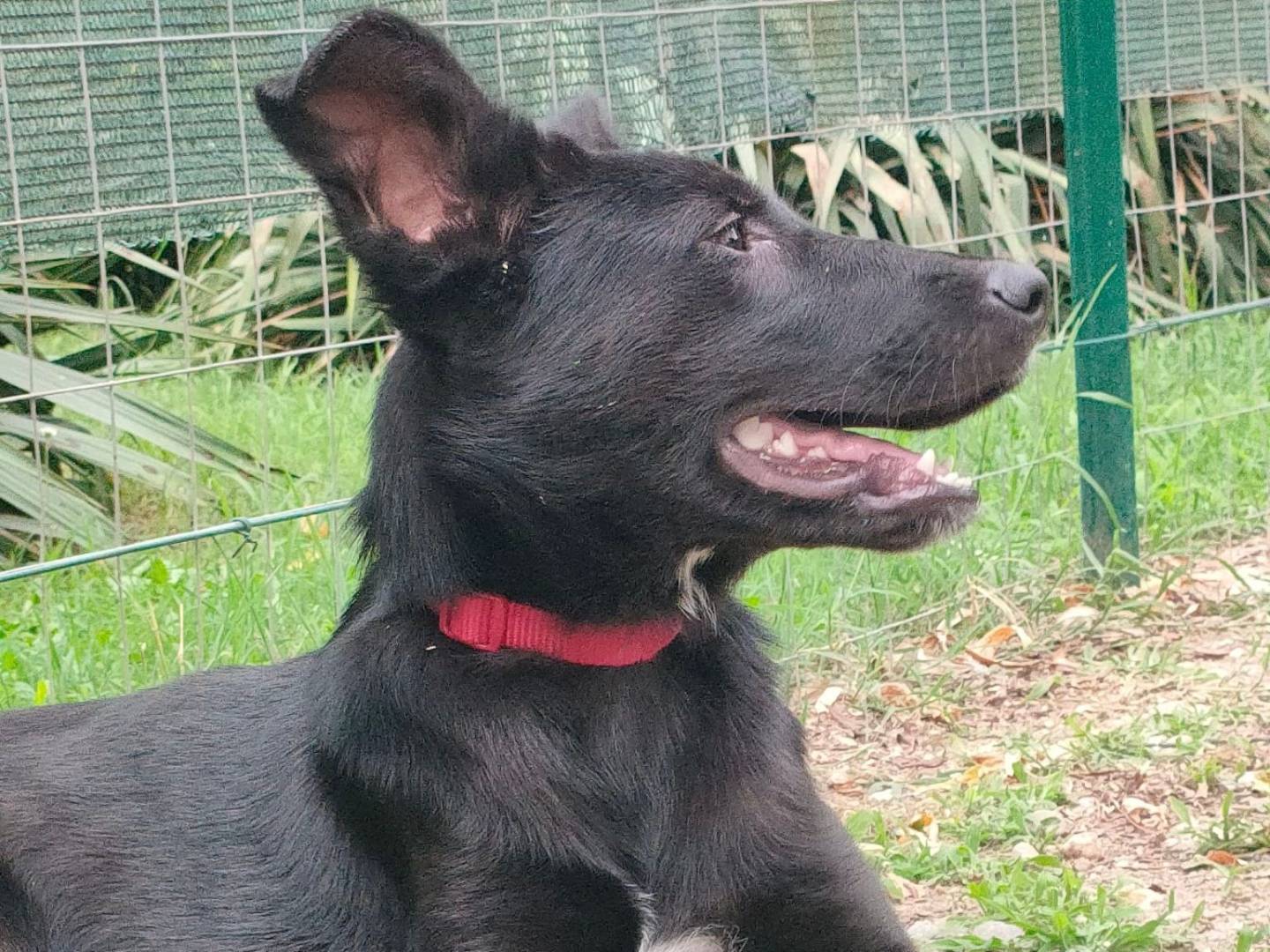 Vuoi adottare un cane a Parma?