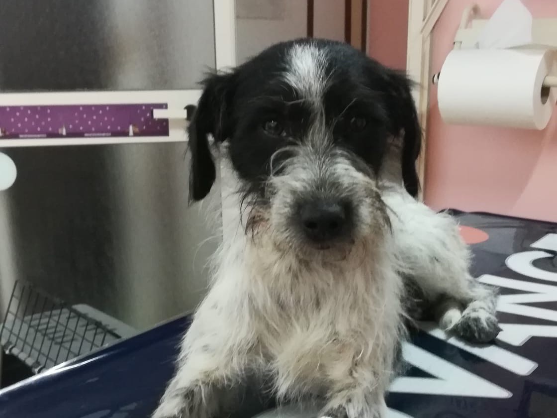 Vuoi adottare un cane a Salerno?