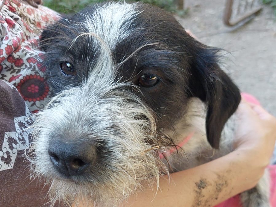 Adotta il cane Amy a Salerno