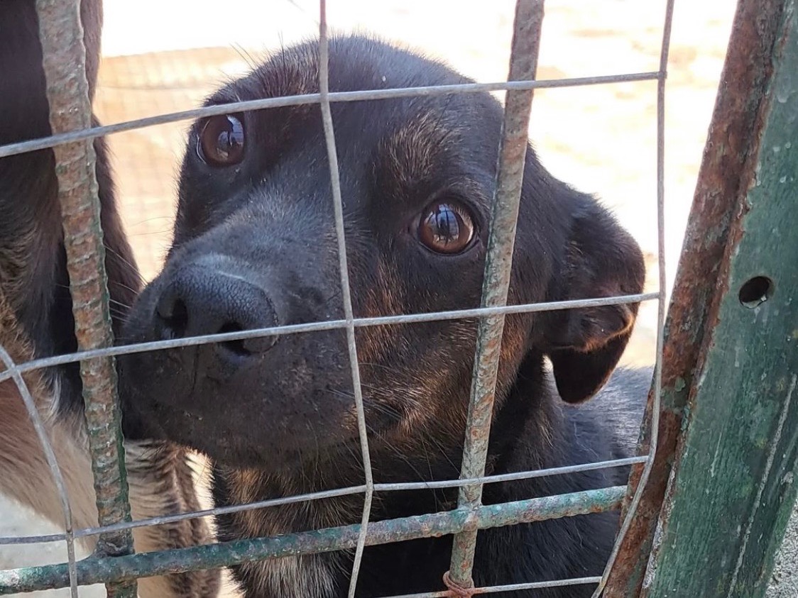 Foto dell'animale
