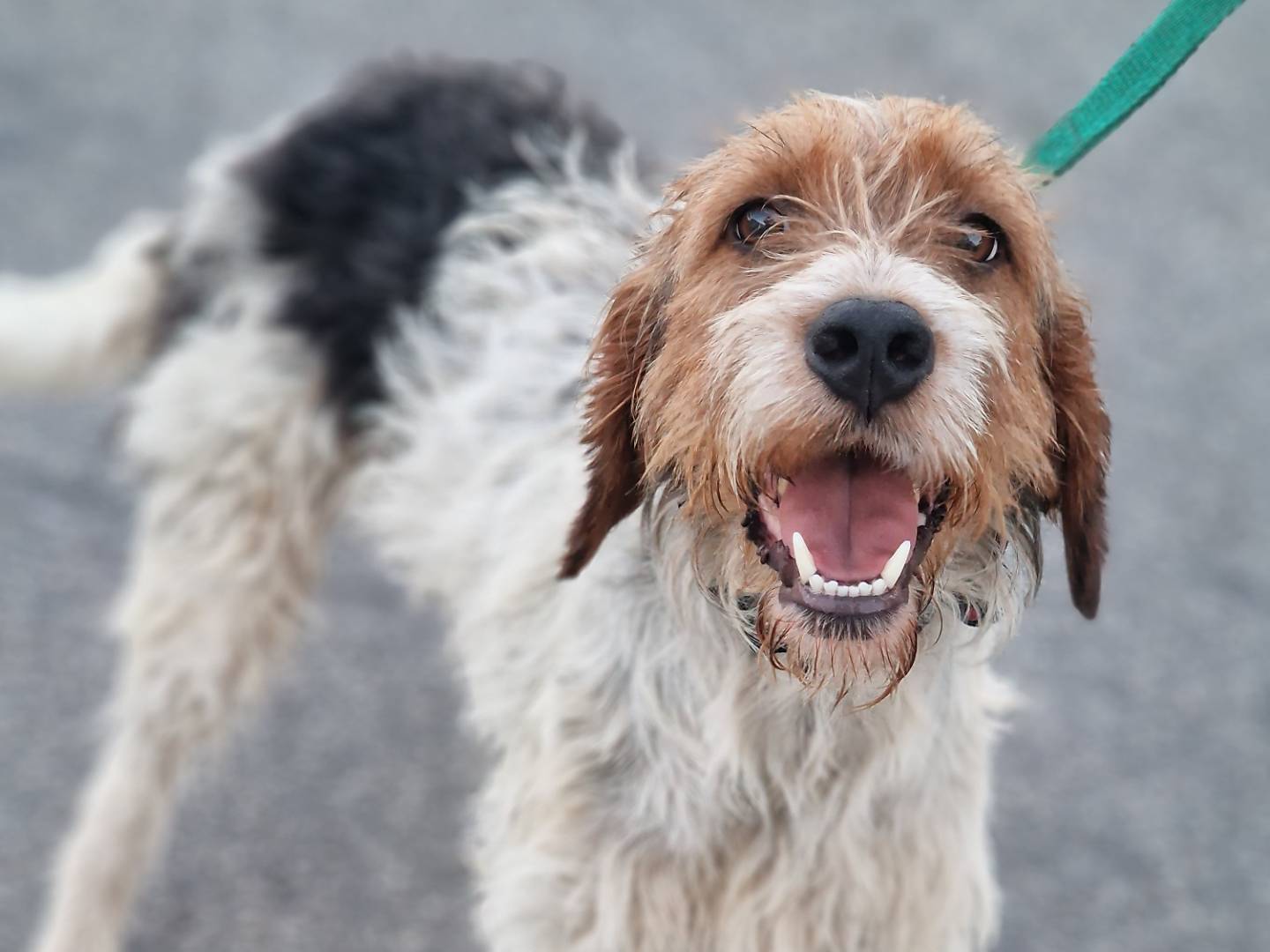 Adozione cane, maschio, Spinone, 2 anni  e 1 mese, taglia media contenuta, Milano