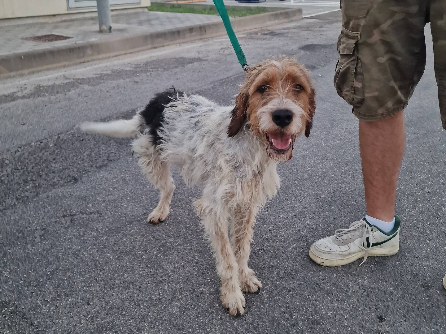 Adotta un cane, taglia media contenuta, maschio, Milano