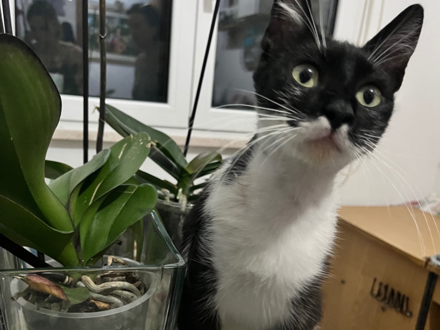 Adotta un gatto, femmina, 2 anni e 8 mesi, Chieti