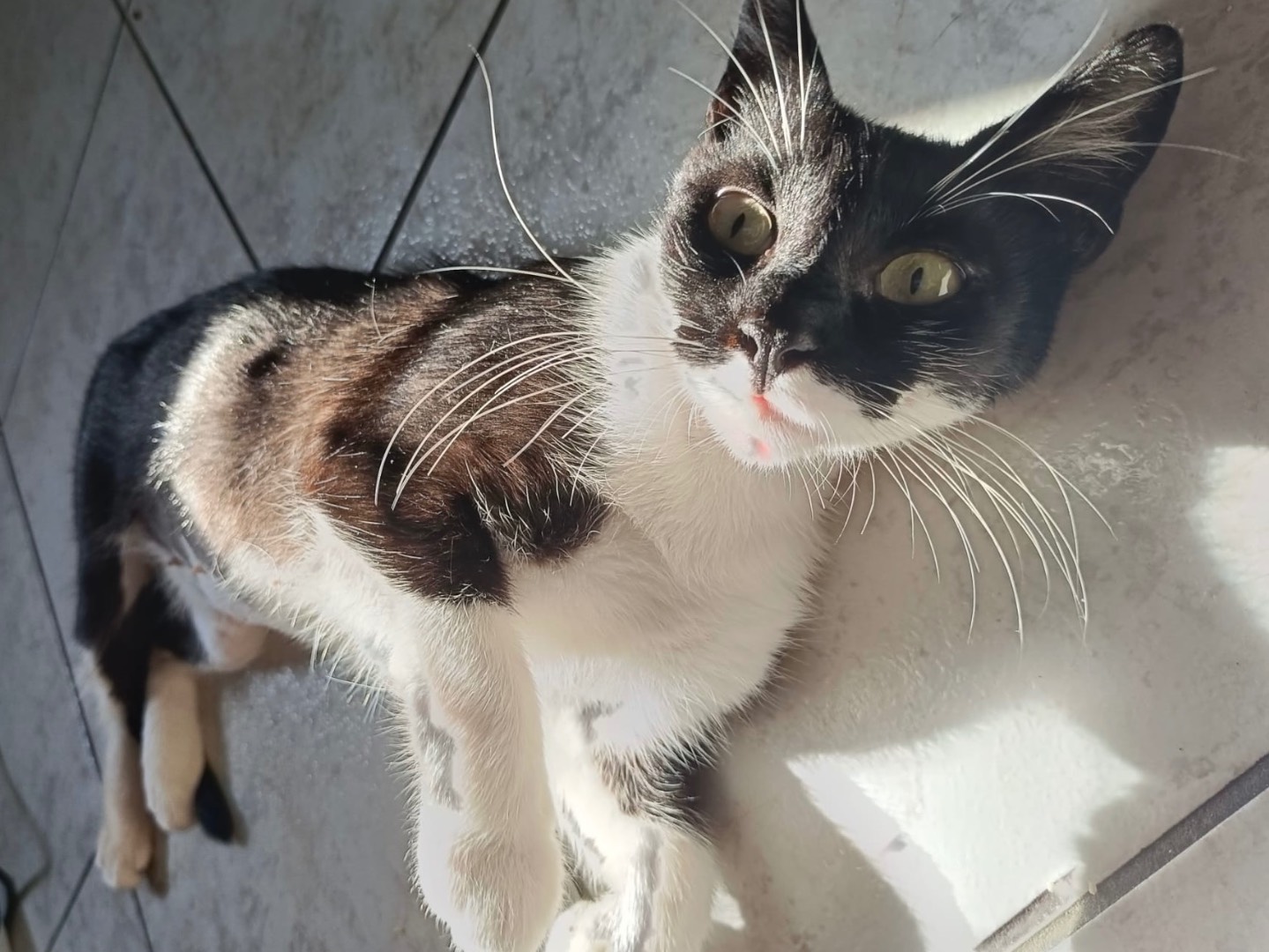 Adotta un gatto, taglia non valida, femmina, Chieti