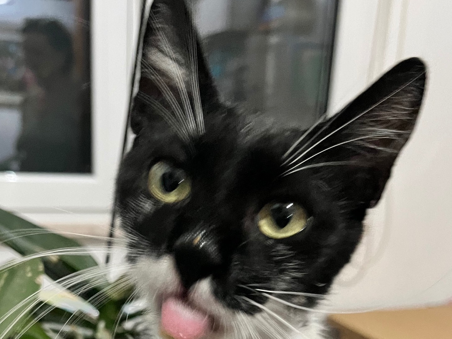 Vuoi adottare un gatto a Chieti?