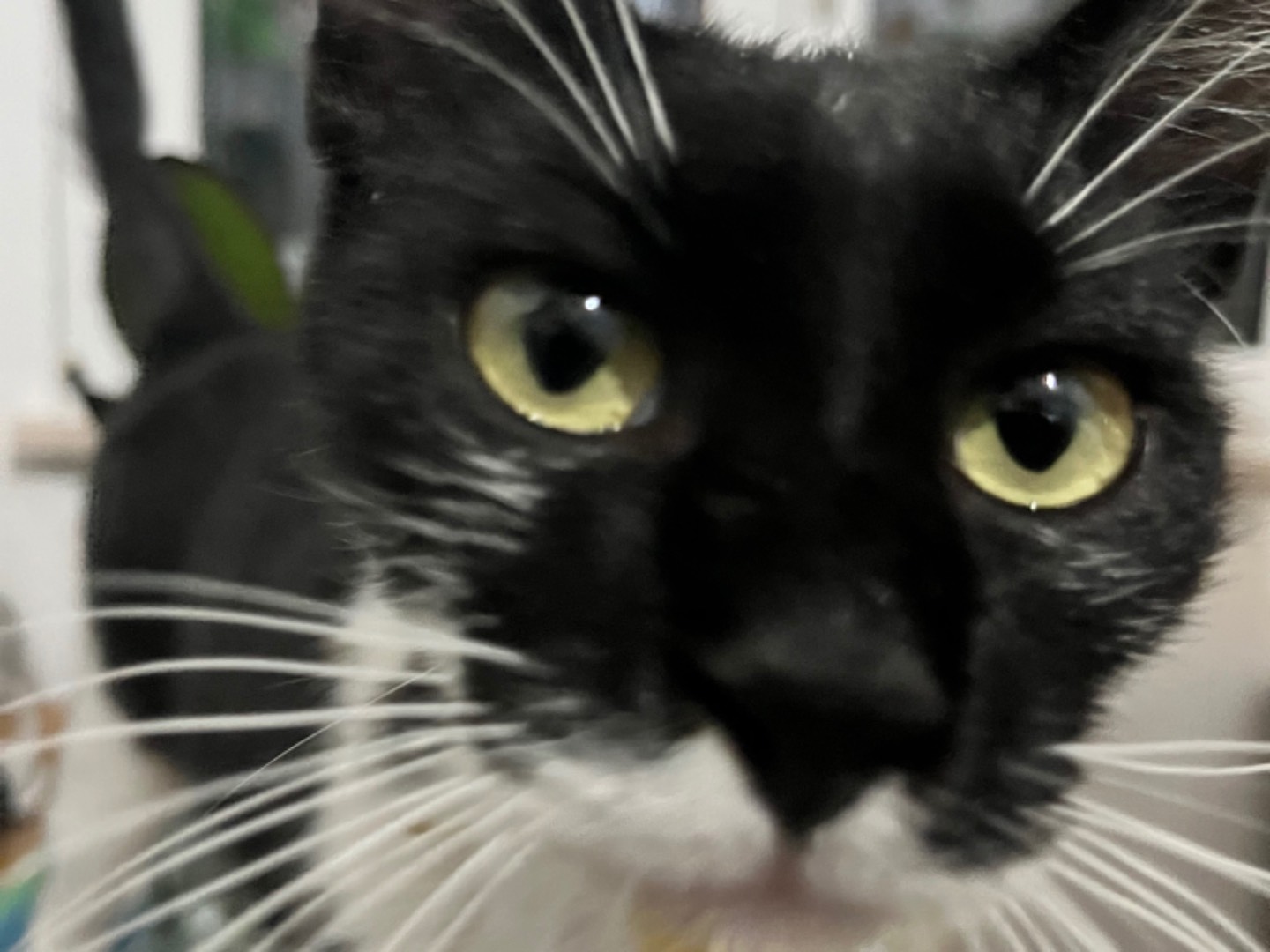 Adotta il gatto Felixia  a Chieti