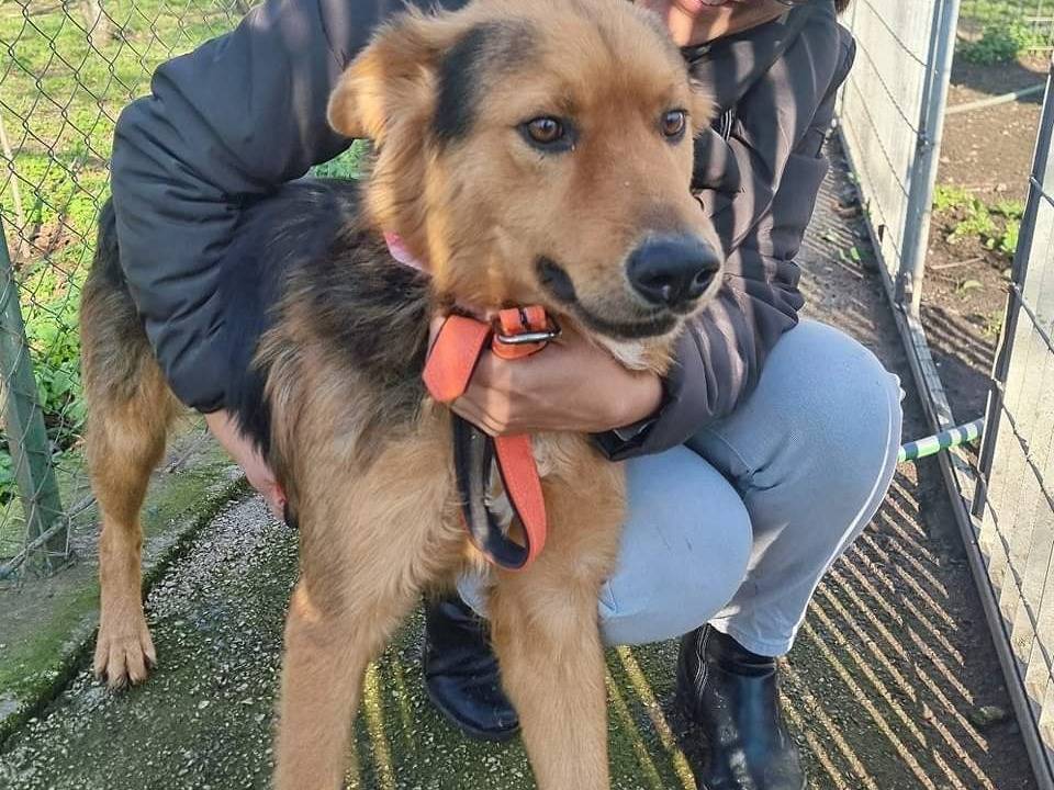 Adotta un cane, maschio, 3 anni  e 4 mesi , Napoli