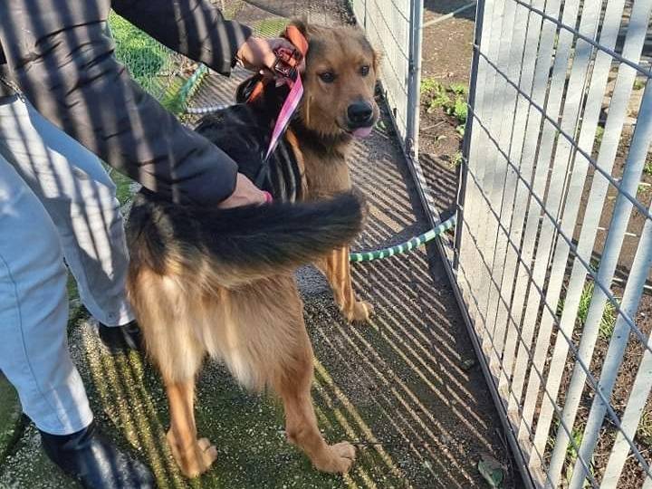 Adotta un cane, taglia grande, maschio, Napoli