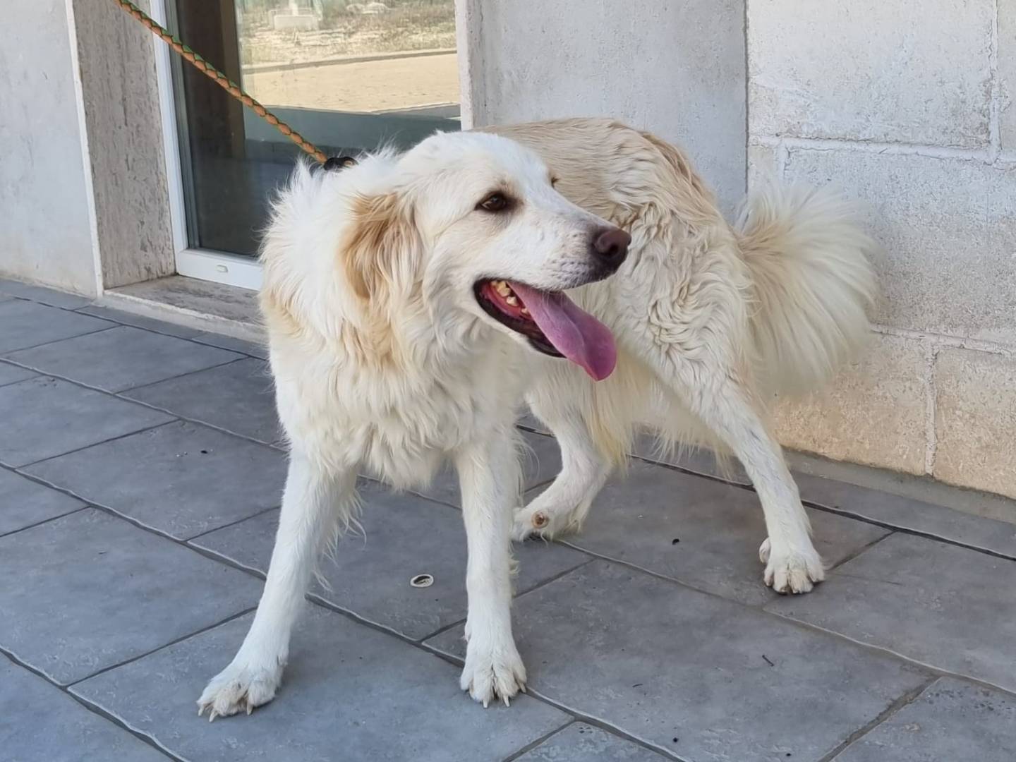 Adotta un cane, taglia media, maschio, Bari