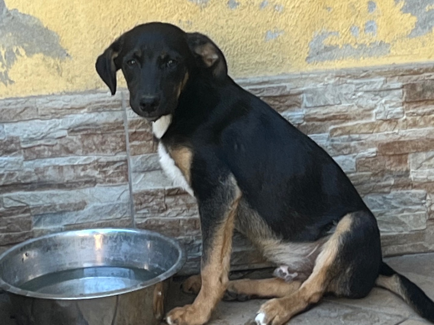 Adotta un cane, maschio, 1 anno e 3 mesi , Avellino