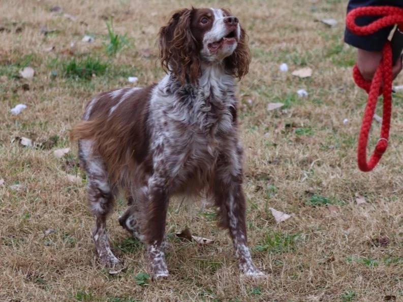 Adotta un cane, maschio, 8 anni  e 6 mesi , Milano