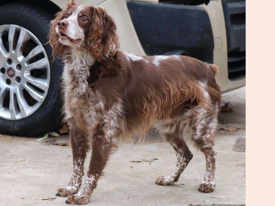 Adotta un cane, taglia grande, maschio, Milano
