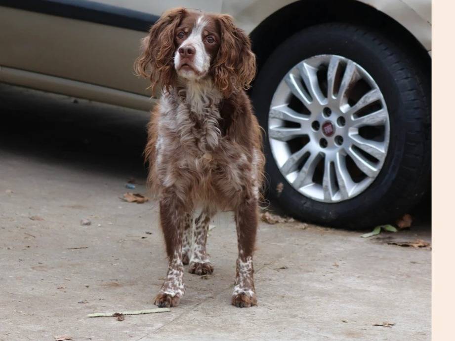 Vuoi adottare un cane a Milano?
