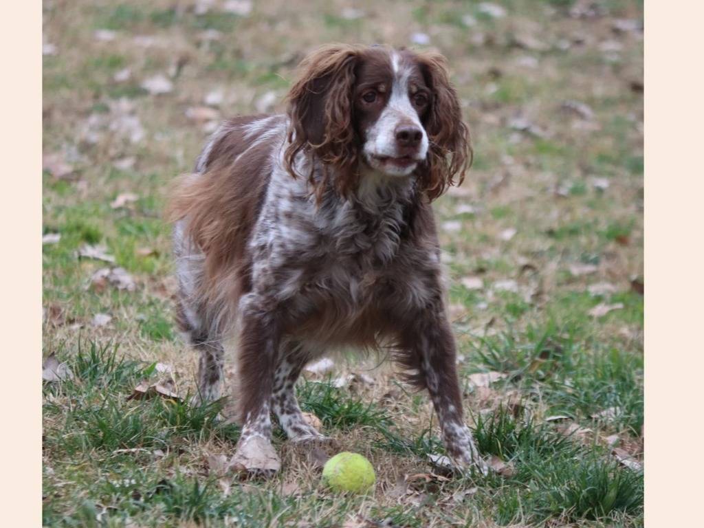 Adotta il cane Jack Zagor a Milano