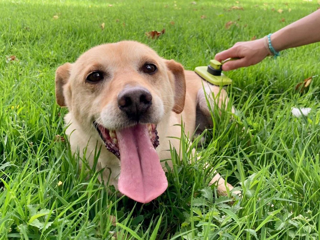 Adozione cane, maschio, meticcio, 9 anni  e 7 mesi , taglia media contenuta, Milano