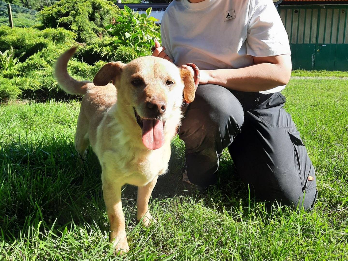 Adotta un cane, maschio, 9 anni  e 7 mesi , Milano