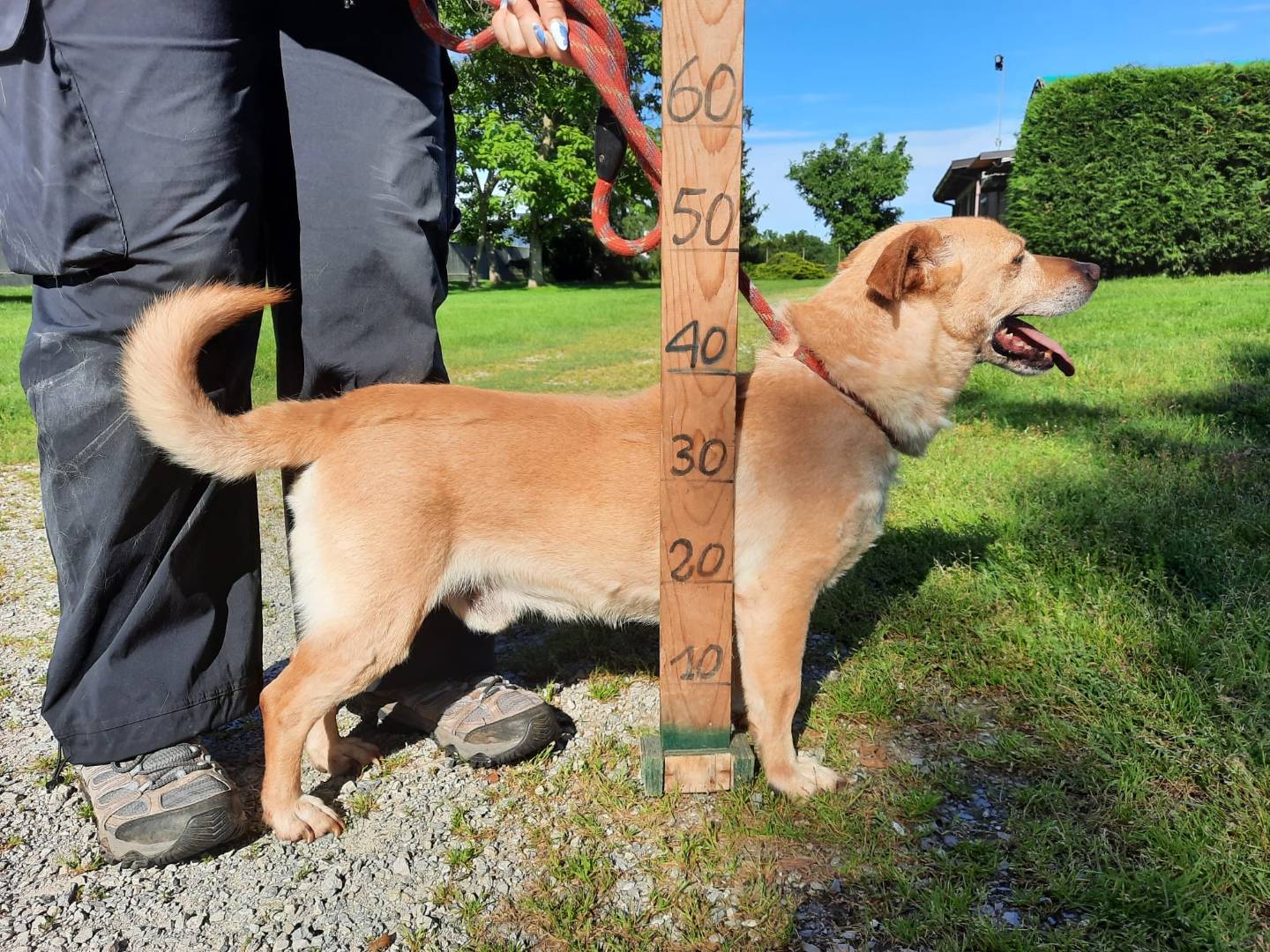 Adotta un cane, taglia media contenuta, maschio, Milano
