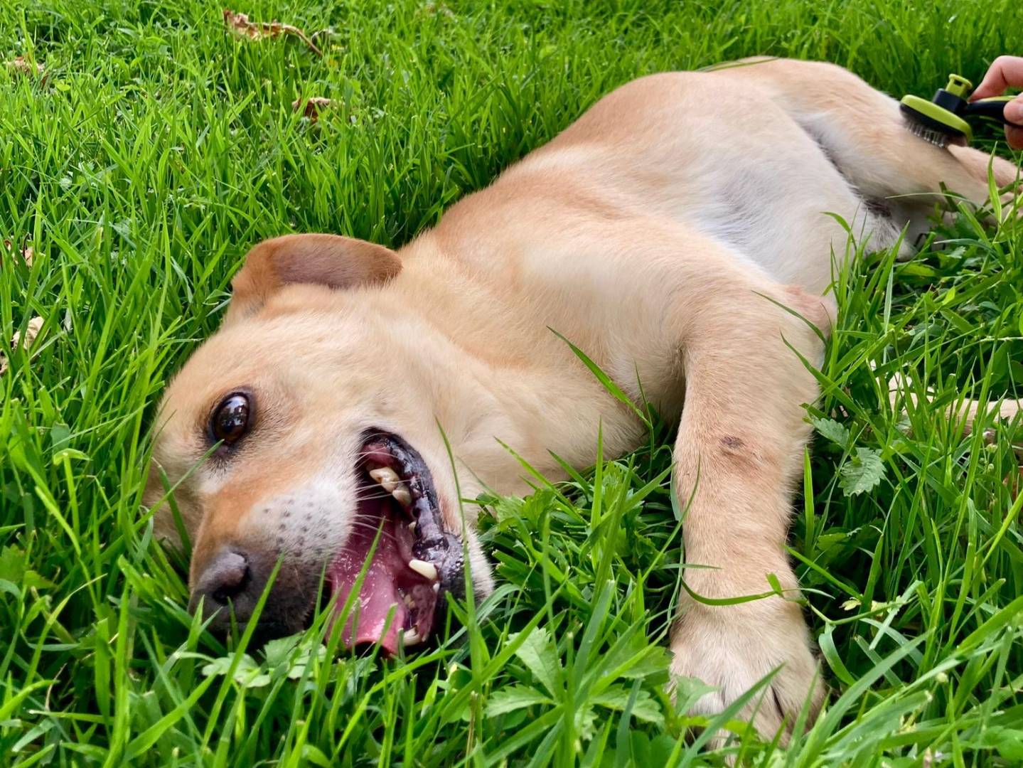 Vuoi adottare un cane a Milano?