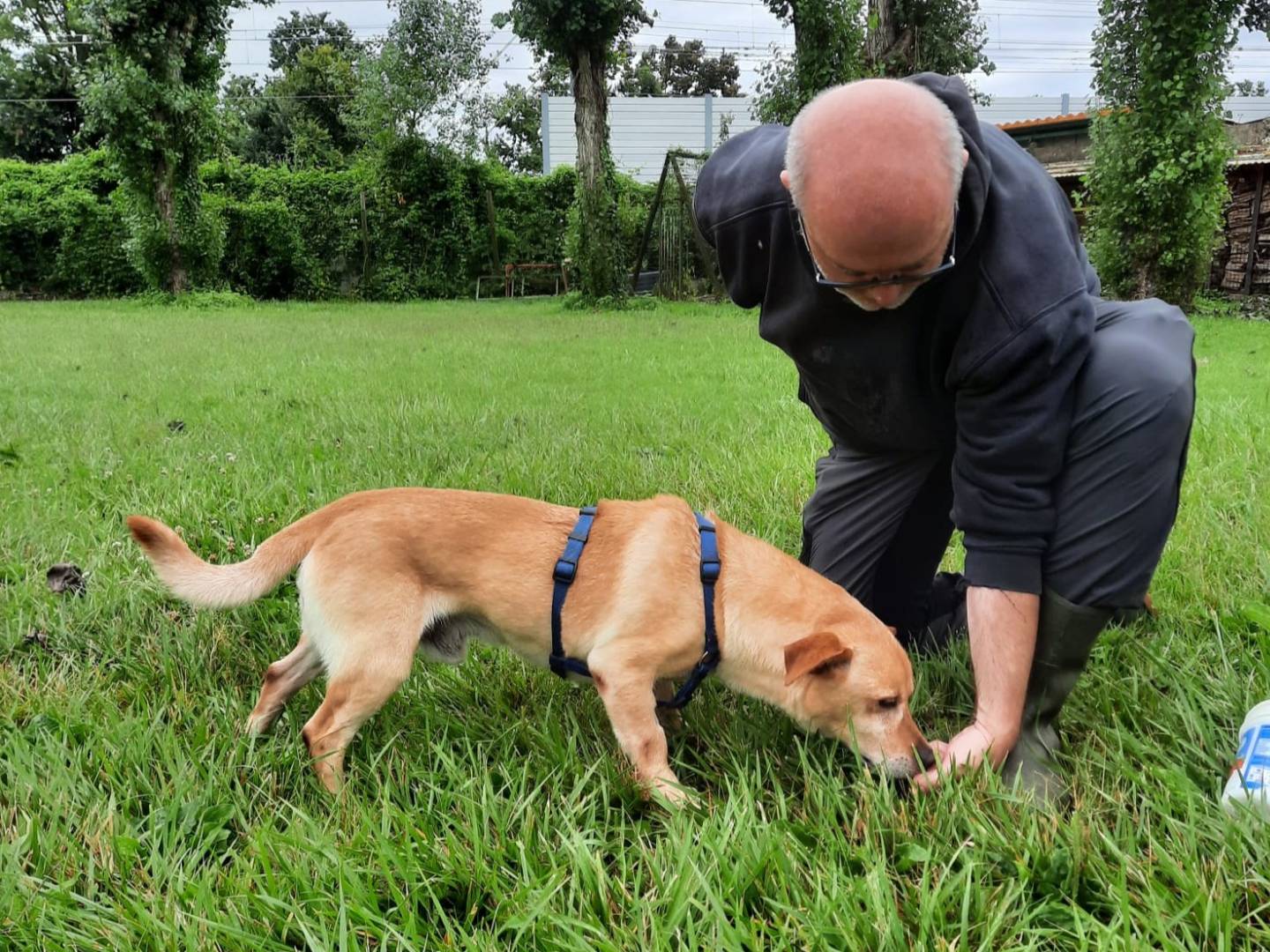 Adotta il cane MILO nonnino sprint a Milano