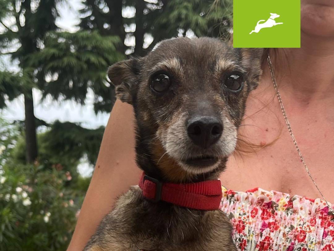Adozione cane, femmina, Pinscher, 10 anni e 9 mesi, taglia piccola, Milano