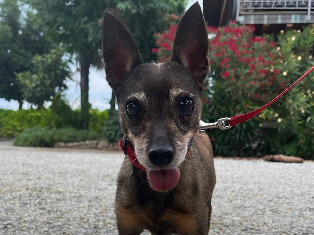 Adotta un cane, femmina, 10 anni e 9 mesi, Milano