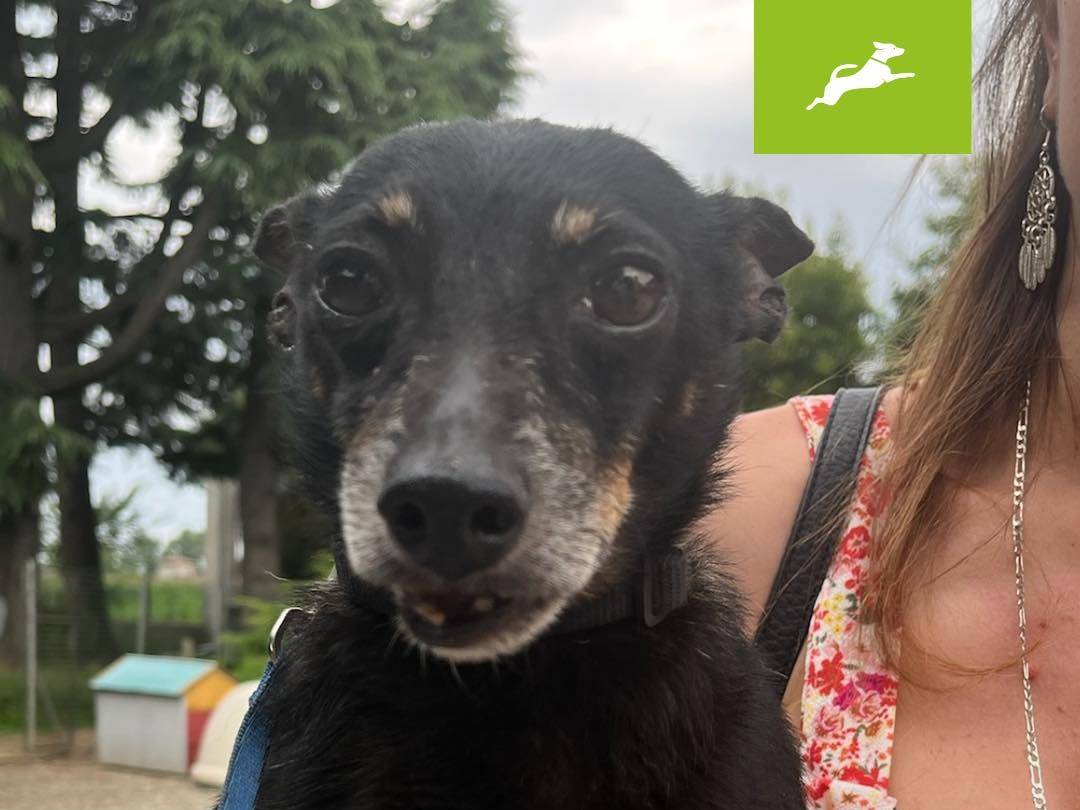Adozione cane, maschio, Pinscher, 10 anni e 9 mesi, taglia piccola, Milano