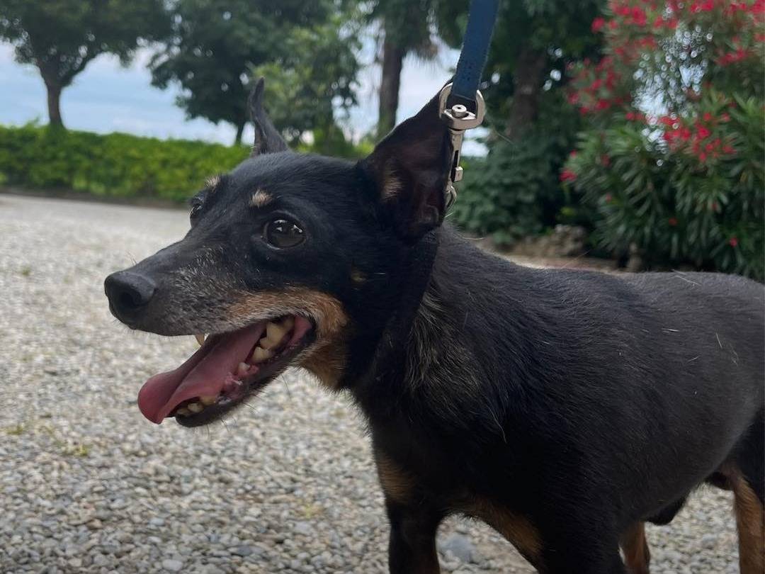 Adotta un cane, maschio, 10 anni e 9 mesi, Milano