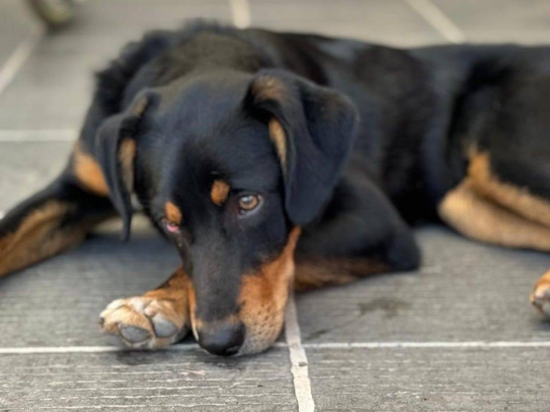 Adotta un cane, taglia media, maschio, Crotone