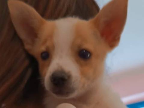 Adozione cane, maschio, meticcio, 2 anni, taglia piccola, Bari