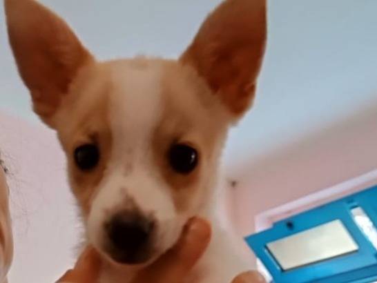 Adotta un cane, maschio, 2 anni, Bari