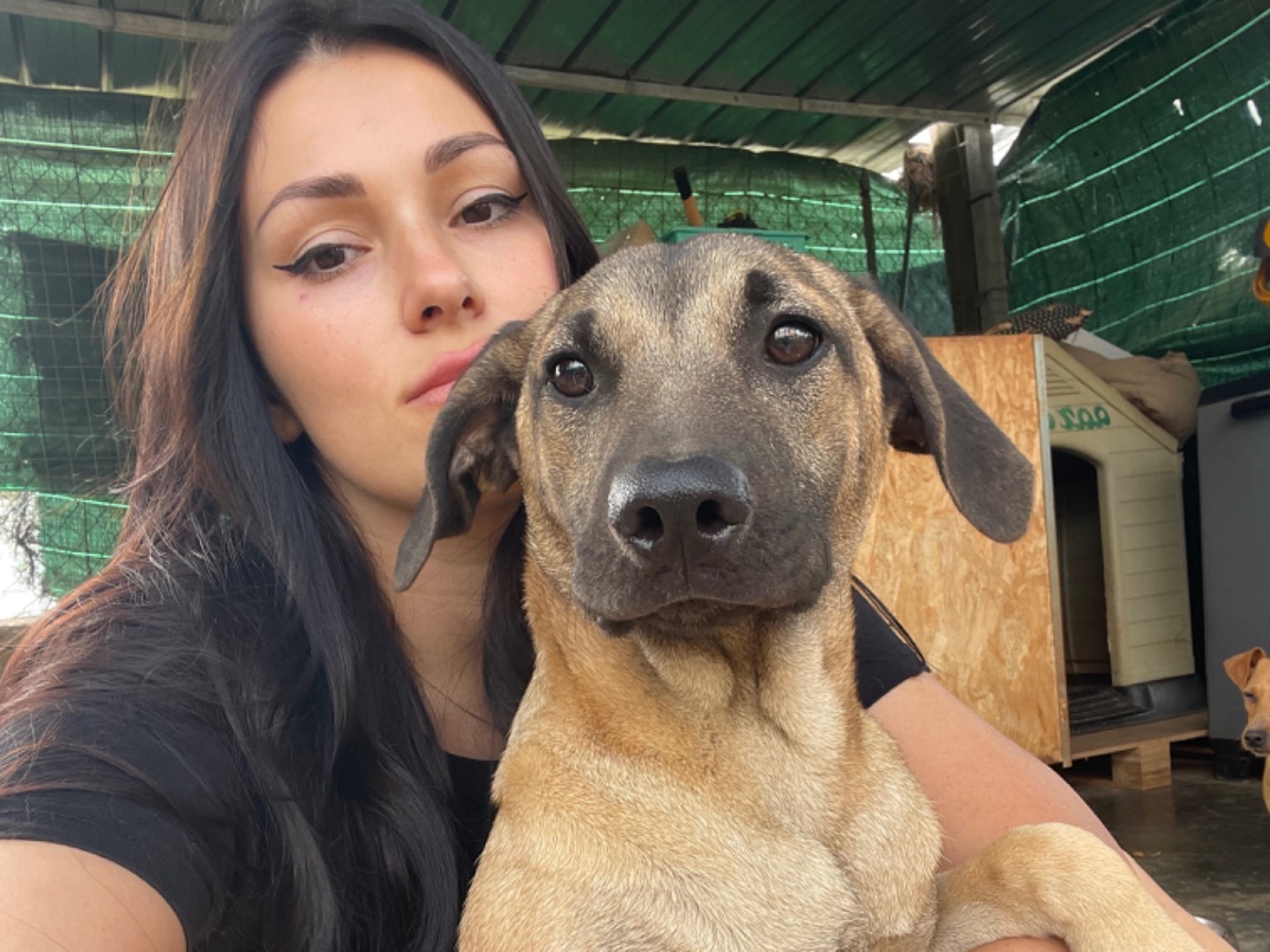 Adotta un cane, femmina, 1 anno e 6 mesi , Catanzaro