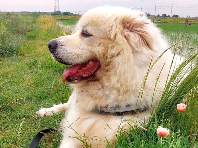 Adotta un cane, taglia gigante, maschio, Novara