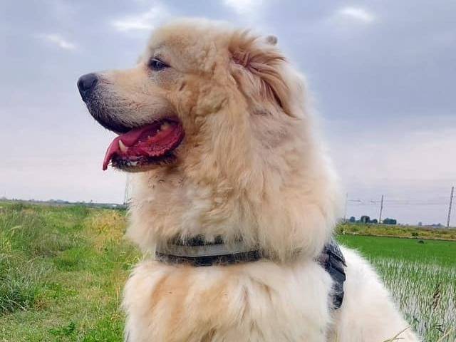 Vuoi adottare un cane a Novara?
