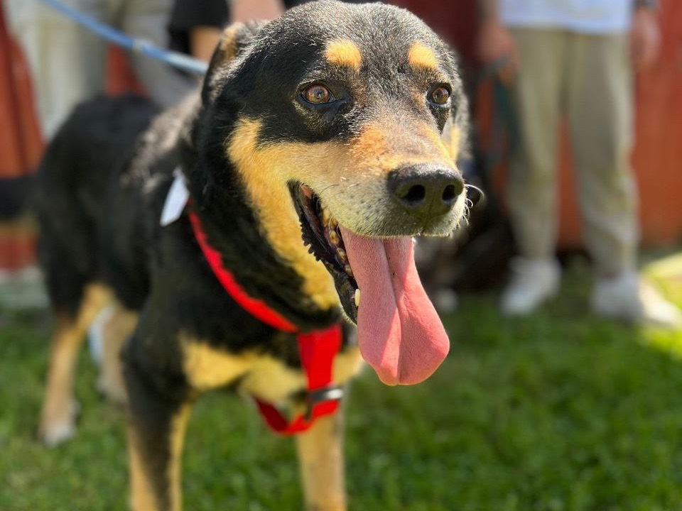 Adotta un cane, maschio, 11 anni , Frosinone