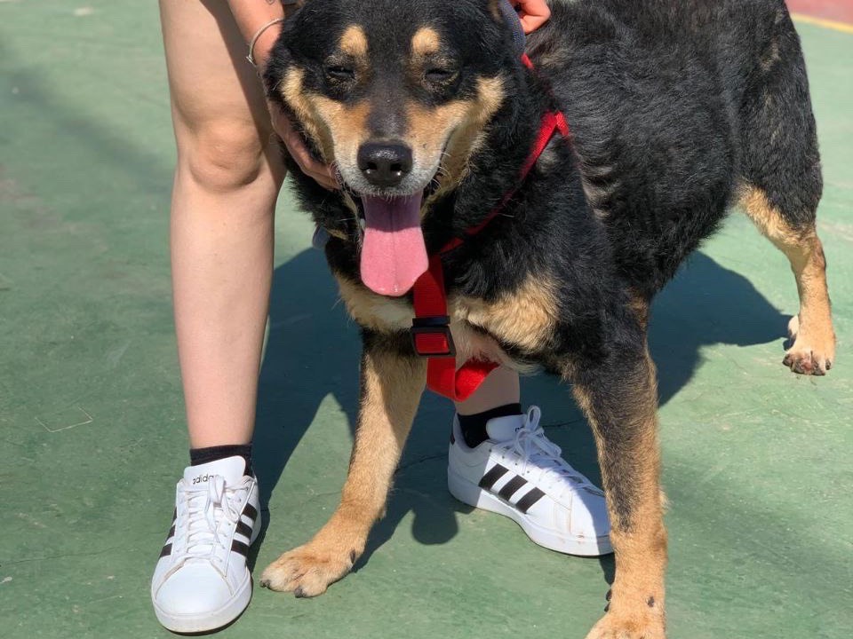 Adotta un cane, taglia grande, maschio, Frosinone
