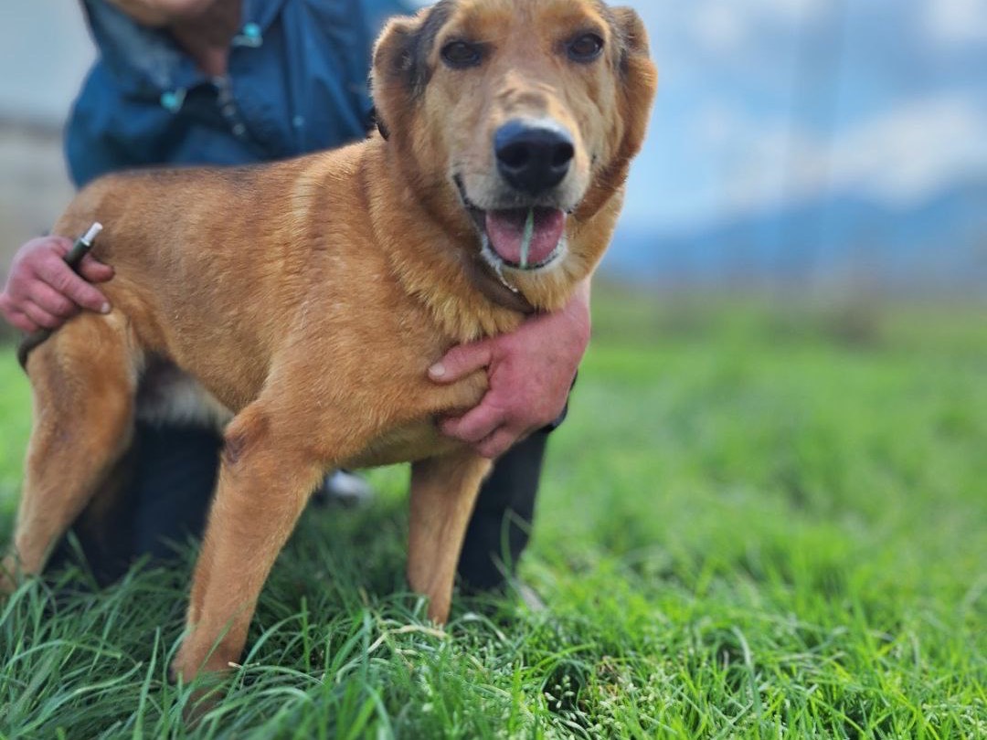 Adotta un cane, taglia media, femmina, Frosinone