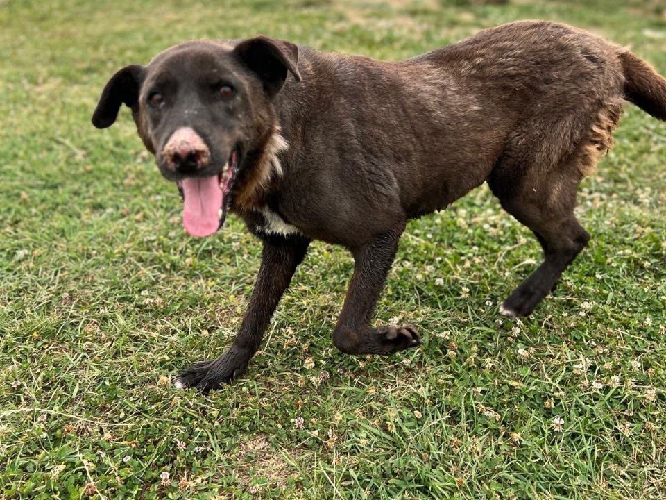 Adotta un cane, maschio, 8 anni  e 3 mesi , Frosinone