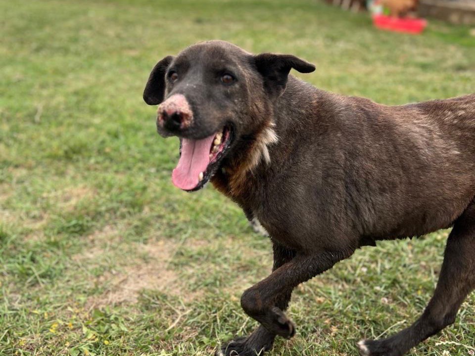 Vuoi adottare un cane a Frosinone?