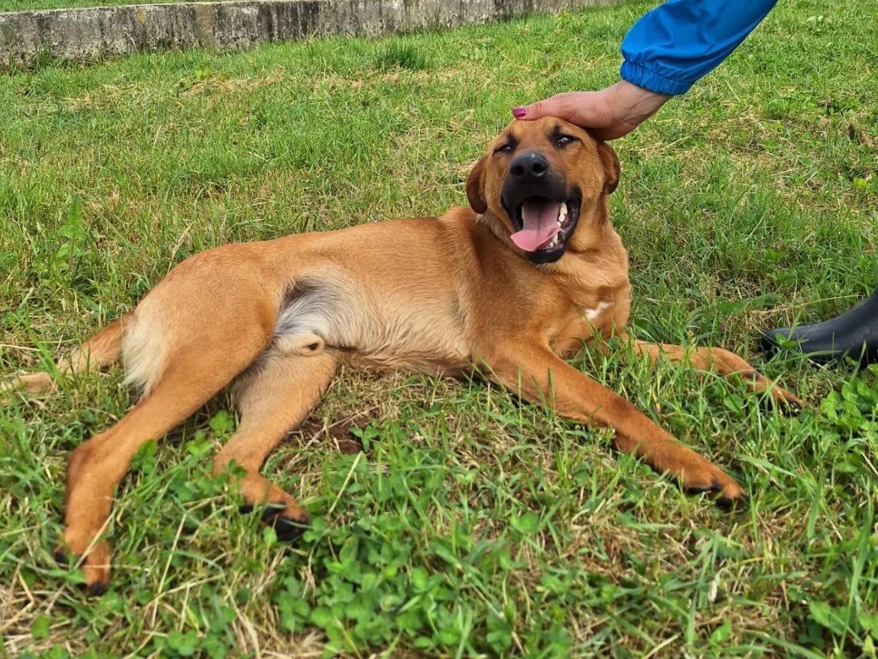 Foto dell'animale