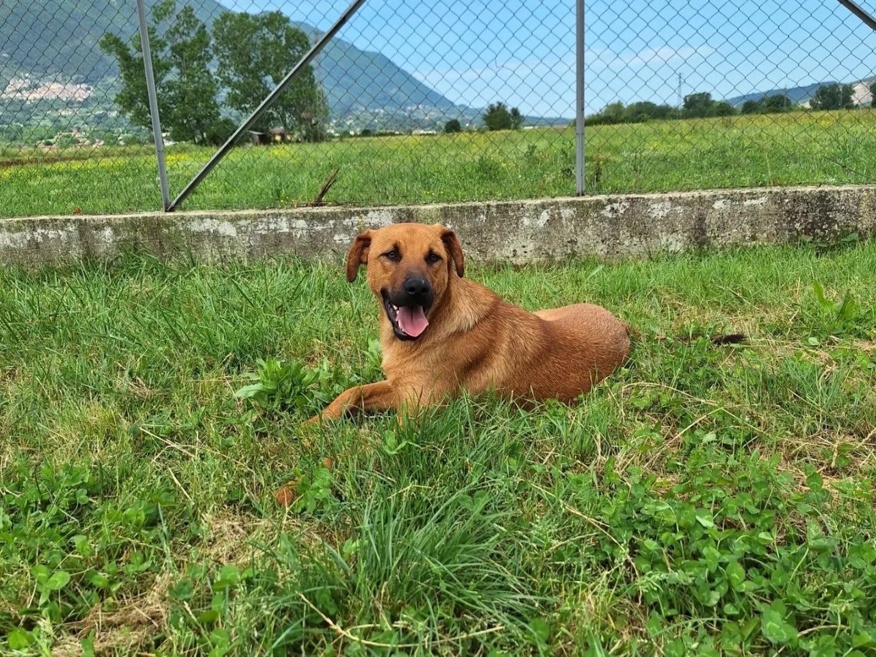 Adotta un cane, maschio, 4 anni  e 2 mesi , Frosinone