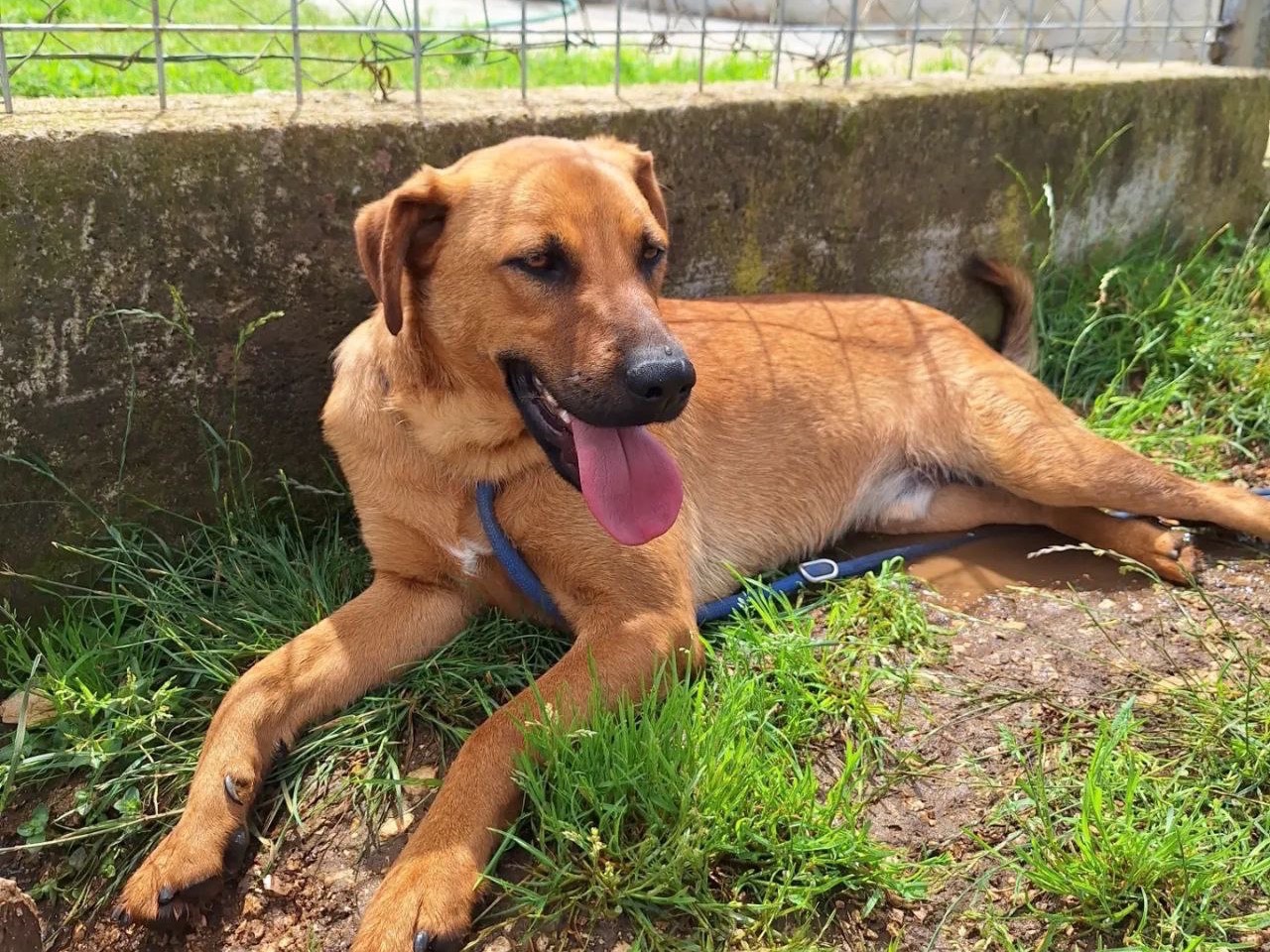 Adotta un cane, taglia media, maschio, Frosinone