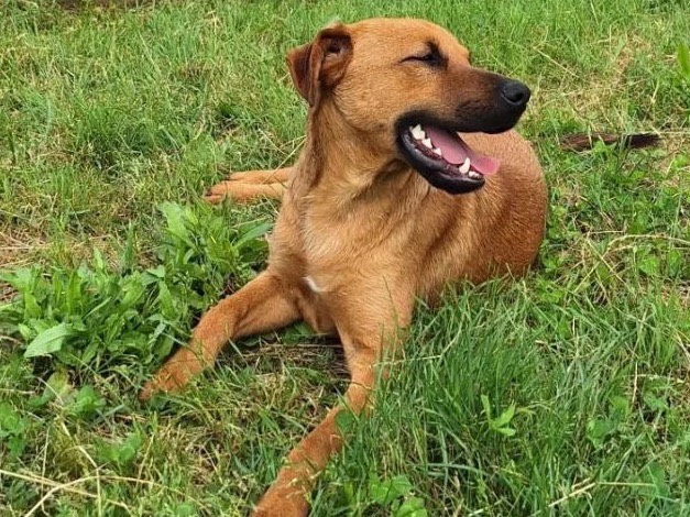 Vuoi adottare un cane a Frosinone?