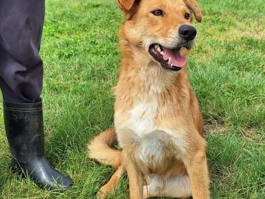 Vuoi adottare un cane a Frosinone?